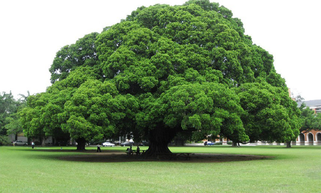 济南金榕树服务号代运营案例